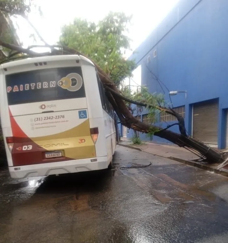 Árvore cai em cima de ônibus no bairro Prado, em Belo Horizonte