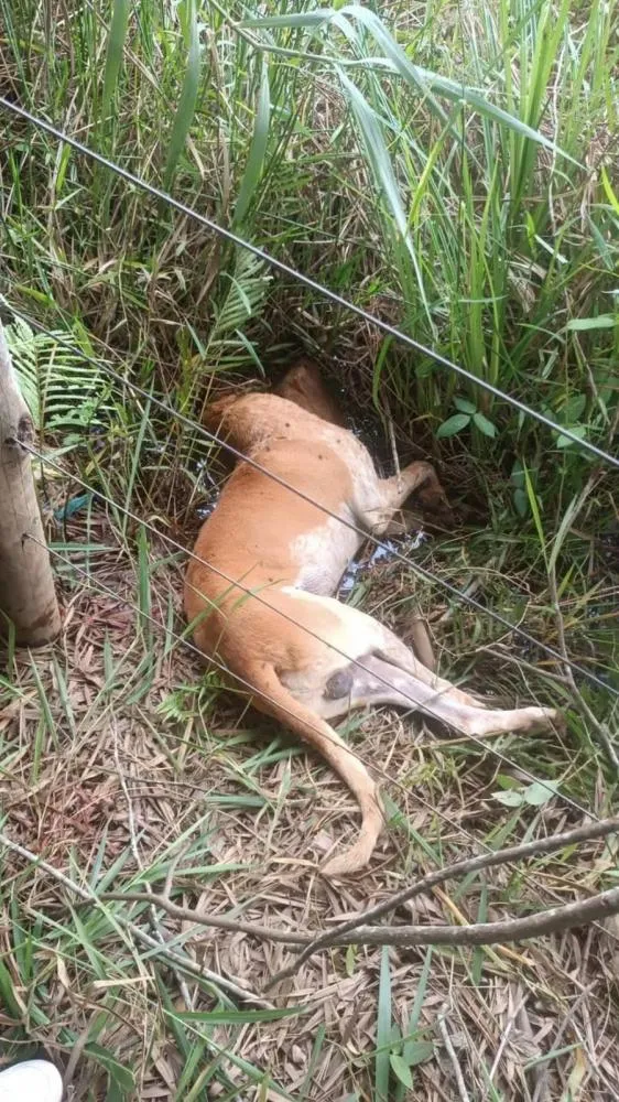 Homem que agrediu cão até a morte é preso e diz à polícia que animal o atacou primeiro — Foto: Redes Sociais