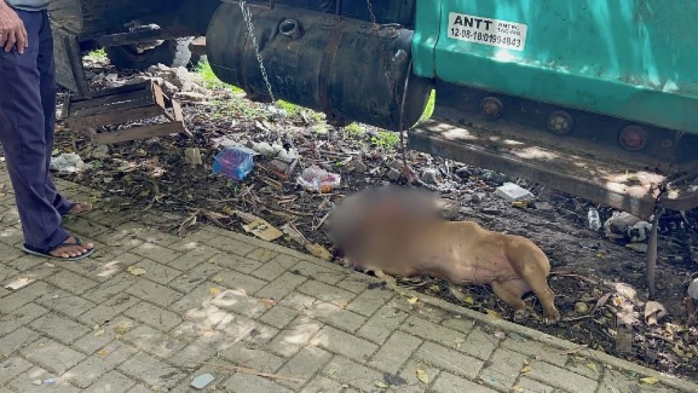 pitbull ataque bh Cachorro não morreu, mas está ferido. Ele aguarda atendimento no local do ataque