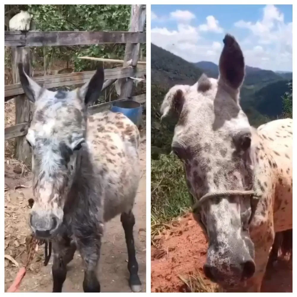 Animais desaparecidos em Hematita