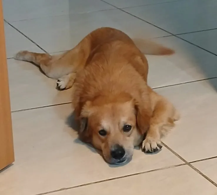 Cachorro é morto por disparo de policial aposentado em Santa Luzia após fugir de casa