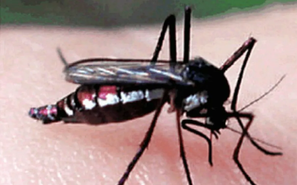 Brasil ultrapassa 1,2 milhão de casos de dengue | CNN Brasil Vacinação será ampliada na região