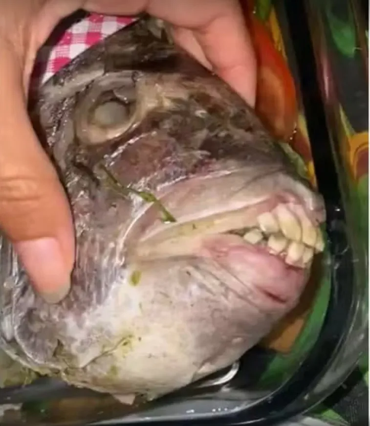 Família só percebeu que o peixe sargo-de-dentes tinha a arcada dentária parecida com a humana quando foi começar a limpar o peixe. Animal foi pescado no Espírito Santo — Foto: Reprodução/Redes sociais