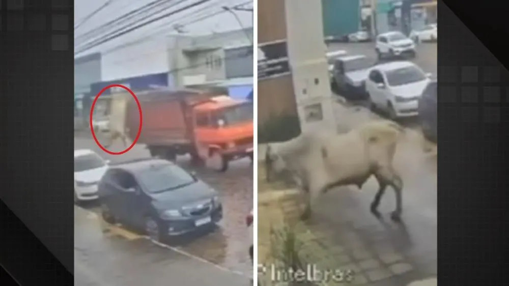 Boi cai de caminhão, tenta invadir loja e assusta comerciantes em Candeias