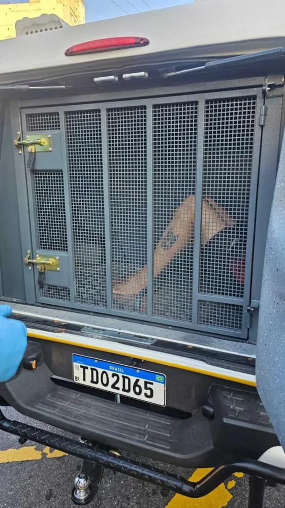 Foto: Guarda Municipal de Belo Horizonte. 