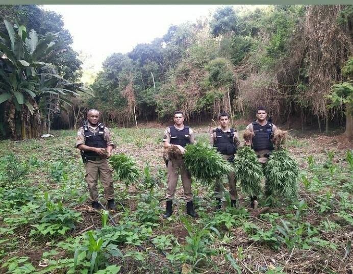 PM encontra plantação com mais de 5 mil pés de maconha em Santa Maria do Suaçuí