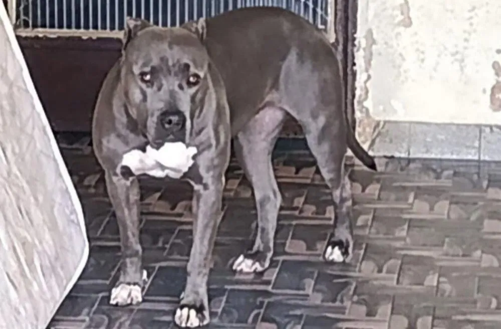 Foto: Corpo de Bombeiros/Divulgação