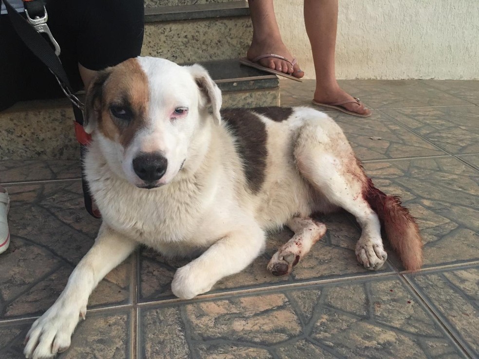 Cachorro foi violentado por homem em Braúnas — Foto: Redes Sociais