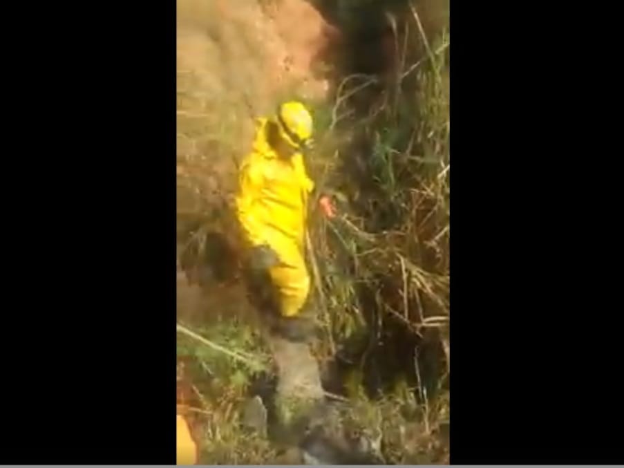 Bezerro é resgatado após ficar preso em manilha na Grande BH