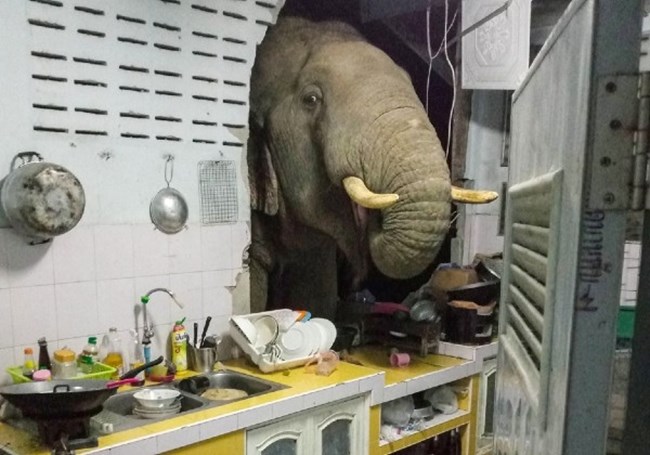 Imagem feita pelos moradores da casa e publicada no Facebook