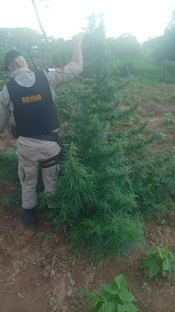 Foto divulgação PMMG