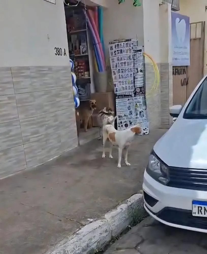 Cachorros soltos pelas ruas de Santa Maria de Itabira