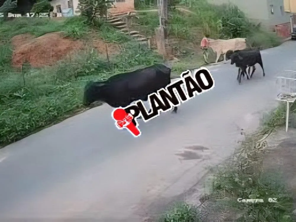Menino de 12 anos é atacado por vaca em rua de Teófilo Otoni