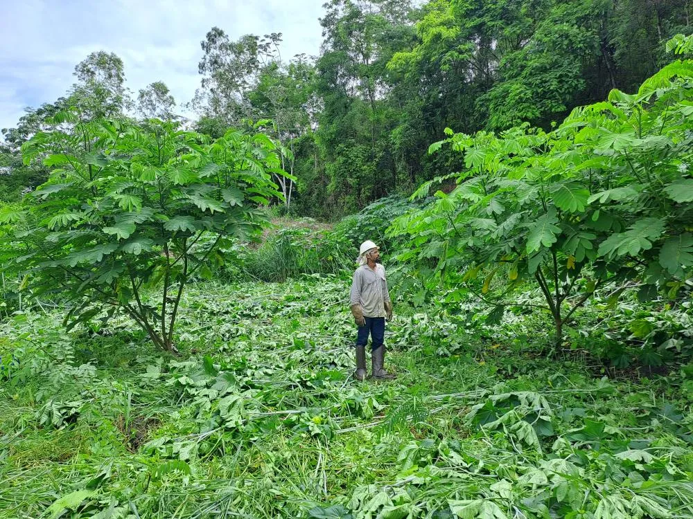 Legenda das fotos: Antes e depois da aplicação da técnica