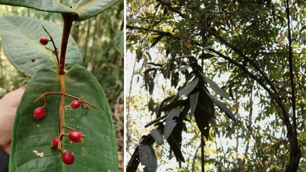 A nova espécie arbórea tem folhas longas com pequenas pontuações translúcidas, podendo atingir até seis metros de altura.