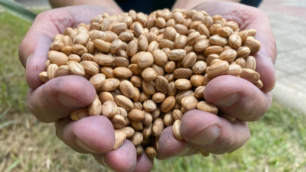 Cada família poderá receber até 10 kg de sementes de feijão.