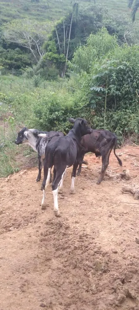 Foto divulgação PMMG