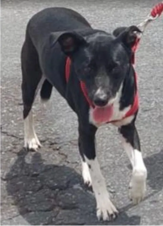 Dominó é descrito como super dócil, castrado e bastante assustado