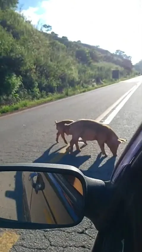 Dois porcos foram flagrados soltos na MGC-120, no bairro Chaves, em Santa Maria de Itabira, na tarde deste domingo.