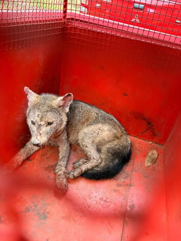 Raposa ferida é resgatada em abrigo de ferramentas na zona rural de Campo Belo