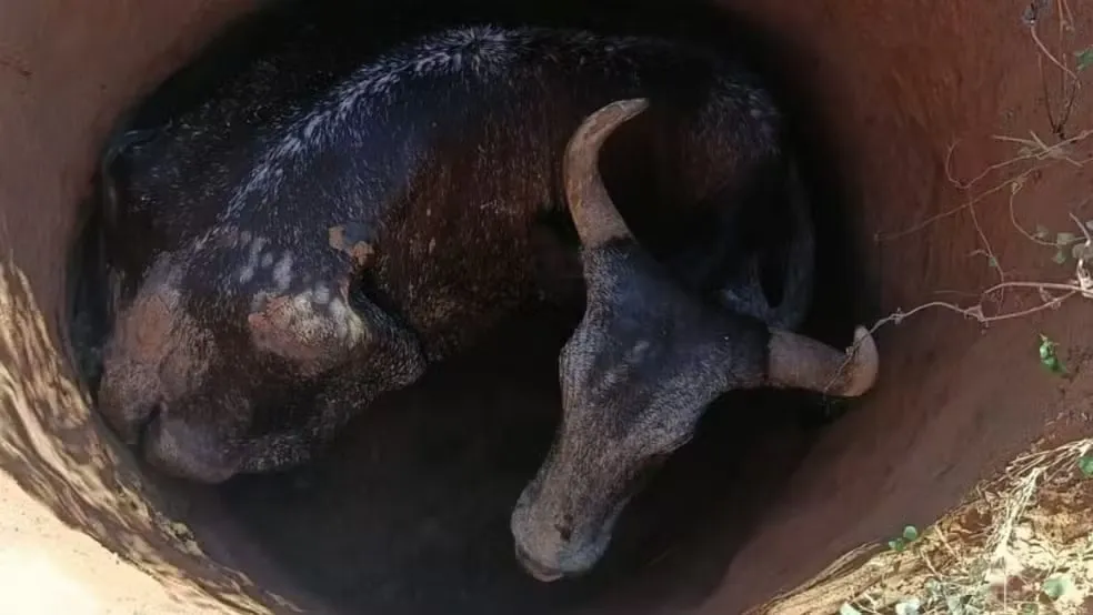 A vaca foi resgatada com ferimentos leves e deixada sob os cuidados do tutor — Foto: Corpo de Bombeiros/Divulgação
