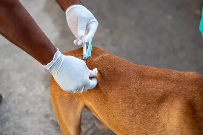 Dia D da Campanha de Vacinação Antirrábica Animal