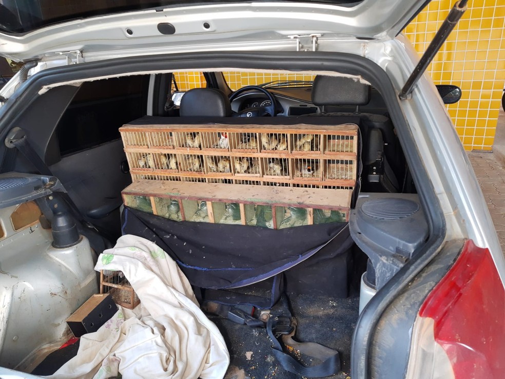 Pássaros silvestres foram encontrados dentro de veículo na BR-116 — Foto: Polícia Militar