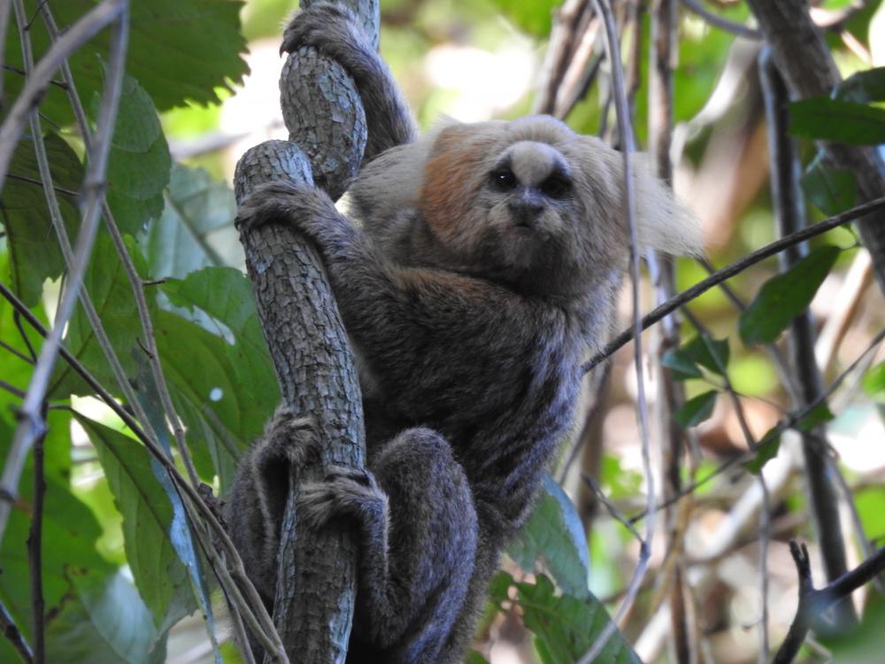 Ameaçado de extinção, o sagui-da-serra está presente em áreas da CENIBRA