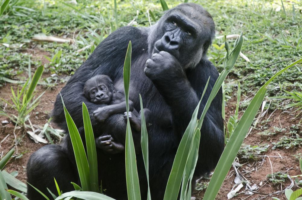 Zoológico de BH registra nascimento de gorila de espécie ameaçada de extinção