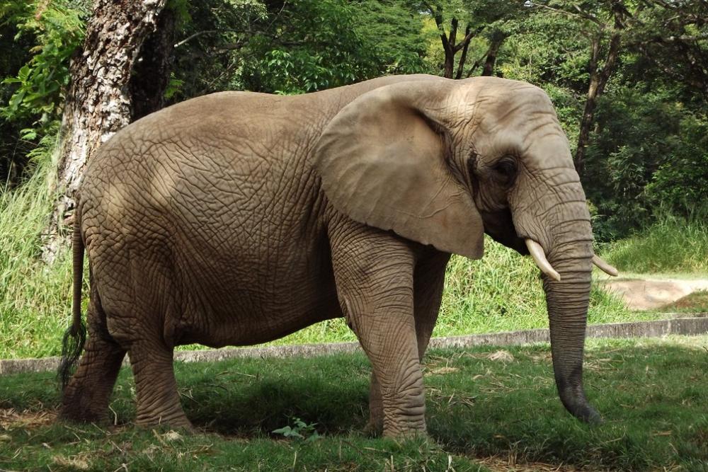 Elefanta Beré morre aos 46 anos em Belo Horizonte; ela era um dos animais mais velhos do Zoológico