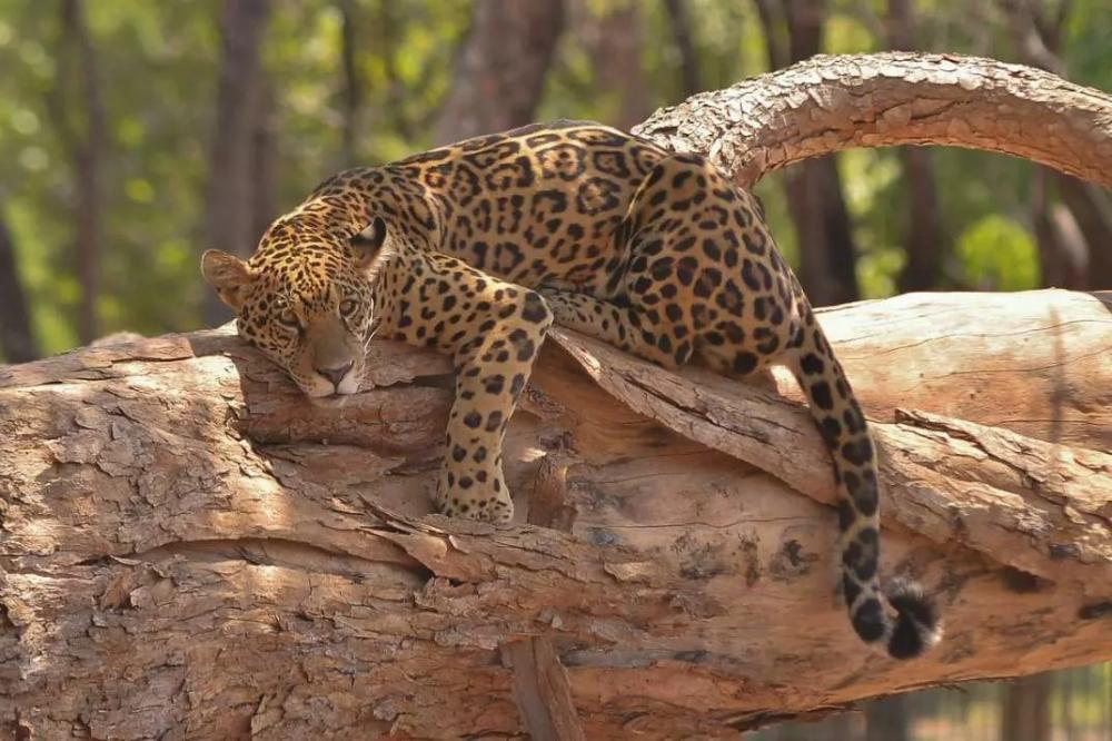 Onça pintada e lagarto morrem no zoológico de Belo Horizonte