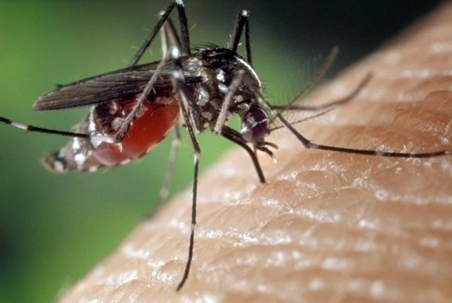 Grande parte dos criadouros do Aedes aegypti estão nas residências