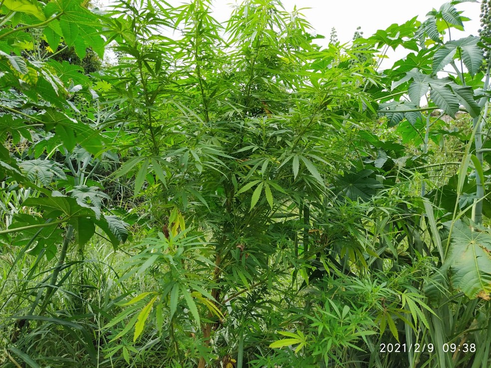 Pé de maconha tinha aproximadamente 2 metros e foi encontrado próximo à Penitenciária Nelson Hungria — Foto: Divulgação/ Sejusp