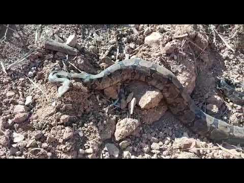 Bombeiros vão combater incêndio e depararam com cobra jibóia que fugia do fogo