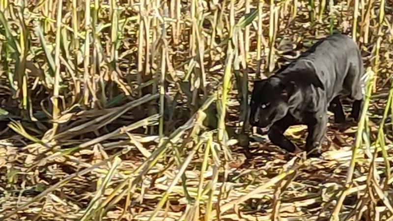 Onça-preta é vista em plantação de milho em Minas Gerais